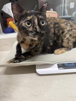 Rescue Domestic Short Hair Cats for Adoption in Baytown, Texas - SNOW WHITE | PetCurious