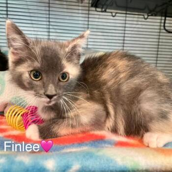 Finlee -  Domestic Short Hair Cat for Adoption in Peachtree City, Georgia - Finlee | PetCurious