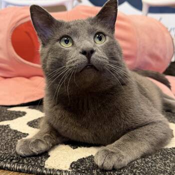 Domestic Short Hair Cats Available for Adoption - Smitty | PetCurious