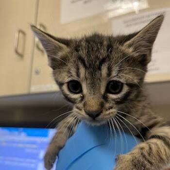 Domestic Short Hair Cats Available for Adoption in Las Vegas, Nevada - SCOTT PILGRIM | PetCurious