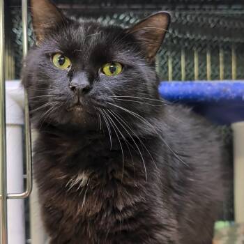 Phat Phat -  Domestic Long Hair Cat for Adoption in West Jefferson, Ohio - Phat Phat | PetCurious