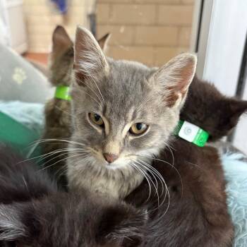 Titan -  Domestic Medium Hair Cat for Adoption in West Point, Mississippi - Titan | PetCurious