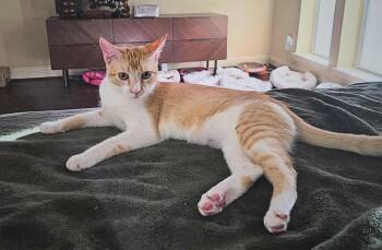 Rescue Domestic Short Hair Cats for Adoption in Houston, Texas - Keats | PetCurious