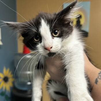 Rescue Domestic Medium Hair Cats for Adoption in Yucaipa, California - Persephone | PetCurious