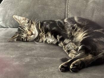 Domestic Short Hair Cats Available for Adoption in East Providence, Rhode Island - Rocky | PetCurious