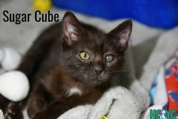 Sugar Cube -  Domestic Short Hair Cat for Adoption in Fort Mill, South Carolina - Sugar Cube | PetCurious