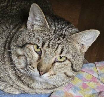 Domestic Short Hair Cats Available for Adoption - Fritz | PetCurious
