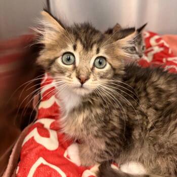 Sean -  Domestic Long Hair Cat for Adoption in Marshall, Virginia - Sean | PetCurious