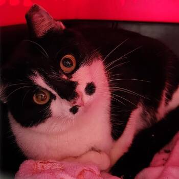 Oreo -  Domestic Short Hair Cat for Adoption in Titusville, Florida - Oreo | PetCurious