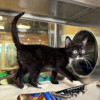 Dusty -  Domestic Short Hair Cat for Adoption in Palm Springs, California - Dusty | PetCurious