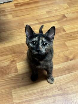 CHAPPELL -  Domestic Short Hair Cat for Adoption in Tallahassee, Florida - CHAPPELL | PetCurious