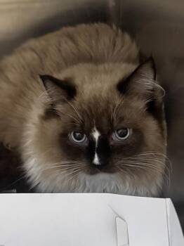 Valentine -  Ragdoll Cat for Adoption in Philadelphia, Pennsylvania - Valentine | PetCurious