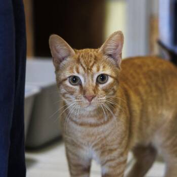 Rescue Domestic Short Hair Cats for Adoption in Mount Rainier, Maryland - TANNER | PetCurious