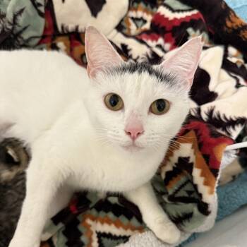 Osprey -  Domestic Short Hair Cat for Adoption in Columbia, South Carolina - Osprey | PetCurious