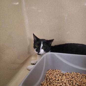 Domestic Short Hair Cats Available for Adoption in Gautier, Mississippi - Charlie | PetCurious