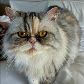 Cheech -  Persian Cat for Adoption in Redwood City, California - Cheech | PetCurious