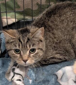 Claudia (Spayed) -  Tabby and Domestic Short Hair Cat for Adoption in Marietta, Ohio - Claudia (Spayed) | PetCurious