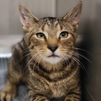 Rescue Domestic Short Hair Cats for Adoption in Sarasota, Florida - Manny | PetCurious