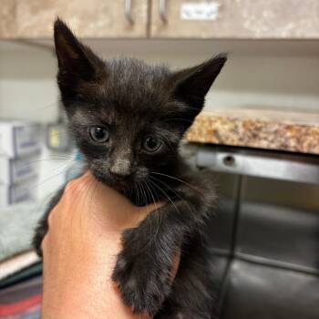 Hot Mess Express -  Domestic Short Hair Cat for Adoption in Ottawa, Kansas - Hot Mess Express | PetCurious