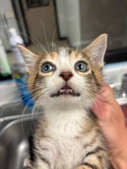 Domestic Short Hair Cats Available for Adoption - Eagle | PetCurious