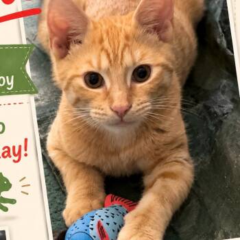 Apple -  Domestic Short Hair Cat for Adoption in Mount Laurel Township, New Jersey - Apple | PetCurious