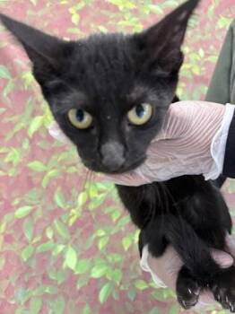 Scarf -  Domestic Short Hair Cat for Adoption in San Antonio, Texas - Scarf | PetCurious