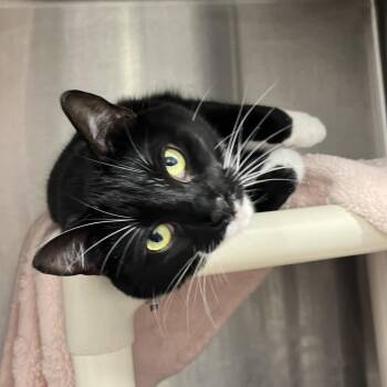 Freyja -  Domestic Short Hair and Mixed Breed Cat for Adoption in Fort Wayne, Indiana - Freyja | PetCurious