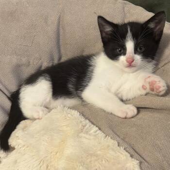 Feta -  Domestic Short Hair Cat for Adoption in Bentonville, Arkansas - Feta | PetCurious
