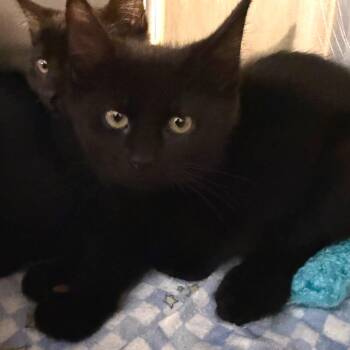 Spooky -  Domestic Medium Hair Cat for Adoption in Belleville, Illinois - Spooky | PetCurious