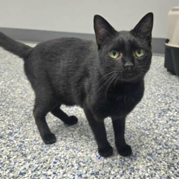 Jerome -  Domestic Short Hair Cat for Adoption in Watertown, Wisconsin - Jerome | PetCurious