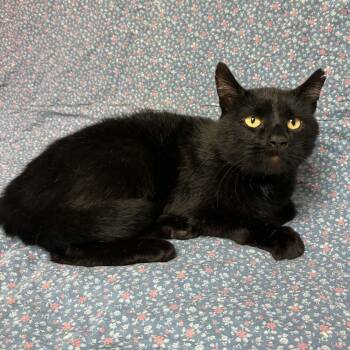 Percious -  Domestic Short Hair Cat for Adoption in Waterloo, Iowa - Percious | PetCurious
