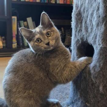 Rescue Dilute Tortoiseshell and Domestic Short Hair Cats for Adoption in Shippenville, Pennsylvania - Renfri A.k.a. Wren | PetCurious