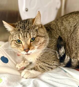 Rescue Domestic Short Hair Cats for Adoption in West Chester, Pennsylvania - Cloudy | PetCurious