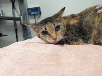Rescue Domestic Short Hair Cats for Adoption in Cleveland, Ohio - Chica | PetCurious
