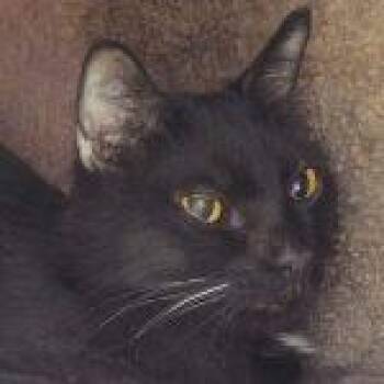 Rescue Domestic Short Hair Cats for Adoption in Green Valley, Arizona - Shadow--Available With Vet Care Support For Life | PetCurious