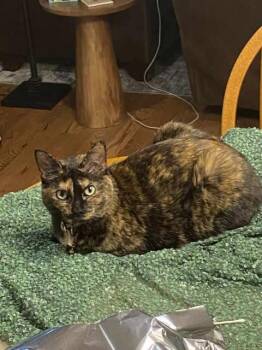 Lizzie -  Tortoiseshell Cat for Adoption in York, Nebraska - Lizzie | PetCurious