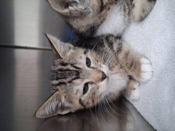 Stitch -  Domestic Short Hair Cat for Adoption in Lake Havasu City, Arizona - Stitch | PetCurious