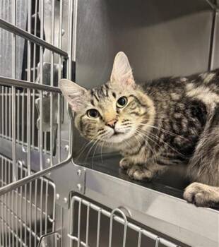 TEDDY -  Domestic Medium Hair and Domestic Short Hair Cat for Adoption in Houston, Texas - TEDDY | PetCurious