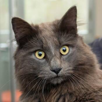 Tom -  Domestic Long Hair Cat for Adoption in Middletown, Rhode Island - Tom | PetCurious