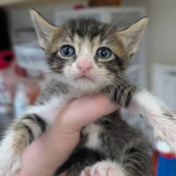 Tumbleweed -  Domestic Short Hair Cat for Adoption in Ardmore, Oklahoma - Tumbleweed | PetCurious