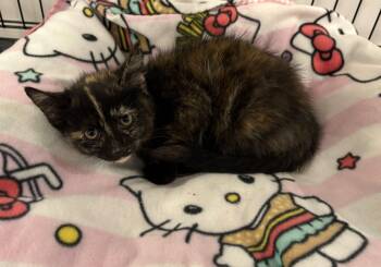 Marisol -  Tortoiseshell Cat for Adoption in Seaford, New York - Marisol | PetCurious