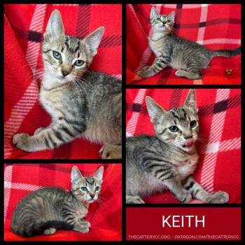 Keith -  Domestic Short Hair Cat for Adoption in Corpus Christi, Texas - Keith | PetCurious