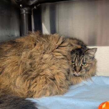 Domestic Long Hair Cats Available for Adoption in Jefferson City, Tennessee - Willow | PetCurious