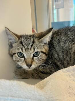 Zodiac (ID 50965) -  Domestic Short Hair Cat for Adoption in Manassas, Virginia - Zodiac (ID 50965) | PetCurious