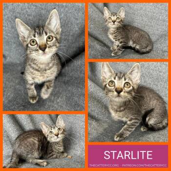 Domestic Medium Hair Cats Available for Adoption in Corpus Christi, Texas - Starlite | PetCurious