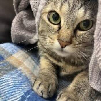 Domestic Short Hair Cats Available for Adoption - Orca | PetCurious