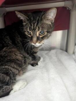 Missteigne -  Domestic Short Hair Cat for Adoption in Montreal, Quebec - Missteigne | PetCurious