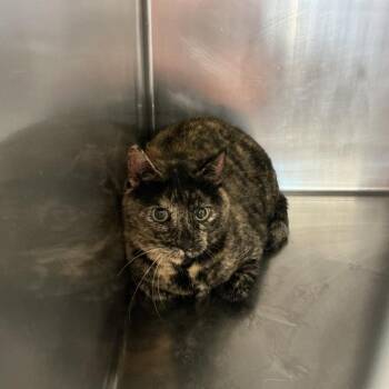 Domestic Short Hair Cats Available for Adoption in Saint Joseph, Missouri - Kiki | PetCurious