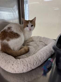 Domestic Short Hair Cats Available for Adoption - Bowie | PetCurious