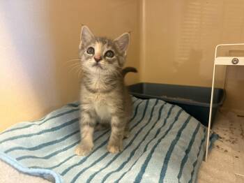 Kaleidoscope -  Domestic Short Hair Cat Available for Adoption in Hays, Kansas - Kaleidoscope | PetCurious